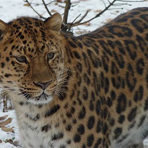 Akin the Amur Leopard