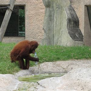 Gladys Porter Zoo 2010 - What do you do with a bottle? You drink from it