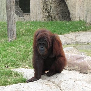 Gladys Porter Zoo 2010 - Orangutan missing an arm