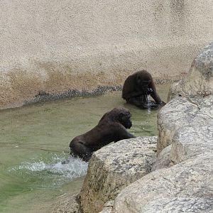 Gladys Porter Zoo 2010 - Jolly Gorillas at play in the water