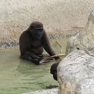 Gladys Porter Zoo 2010 - Jolly Gorillas at play in the water