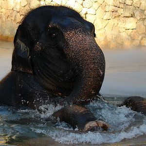 Elephas maximus / Asian Elephant (female Piyanut (Michaela) ESB-8906)