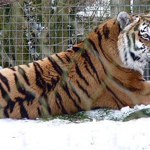 Yenna the Amur Tiger