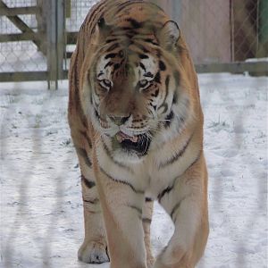 Gamin the Amur Tiger