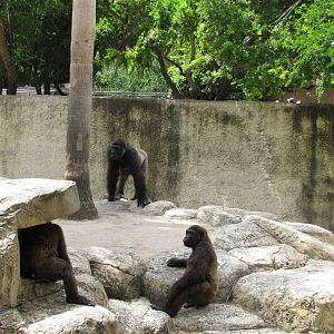 Gladys Porter Zoo 2010 - Jolly Gorillas at play