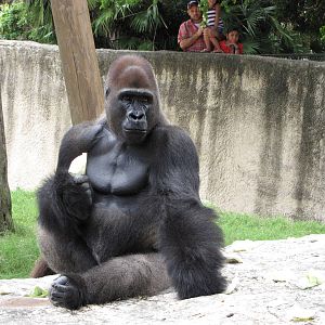 Gladys Porter Zoo 2010 - Gorilla