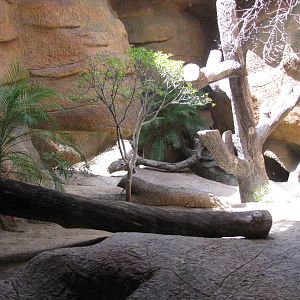 Gladys Porter Zoo 2010 - Part of Komodo Dragon exhibit