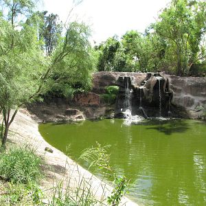 Gladys Porter Zoo 2010 - Crocodile or Alligator exhibit?