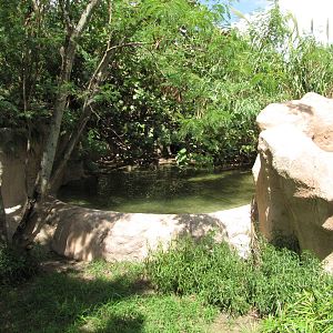 Gladys Porter Zoo 2010 - Philippine Crocodile exhibit