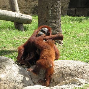 Gladys Porter Zoo 2010 - Orangutans at play