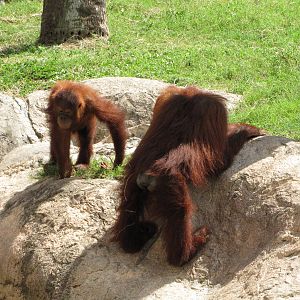 Gladys Porter Zoo 2010 - Orangutans at play