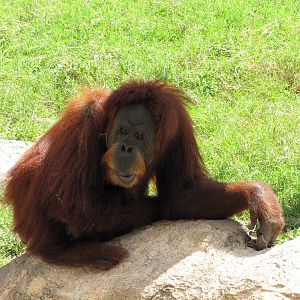 Gladys Porter Zoo 2010 - Grandmother gets a break