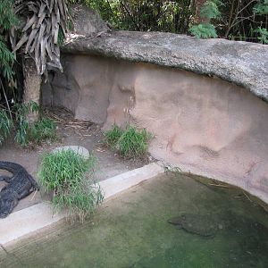 Gladys Porter Zoo 2010 - American Alligator and Snapping Turtle