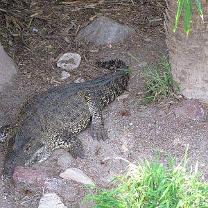 Gladys Porter Zoo 2010 - Cuban Crocodile