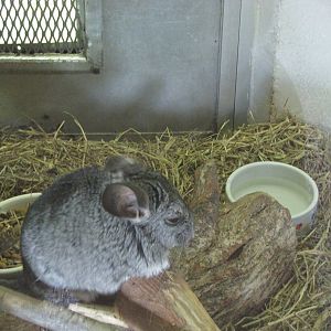 Gladys Porter Zoo 2010 - Chinchilla in Small World