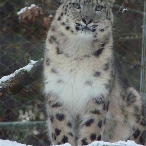 Snow Leopard