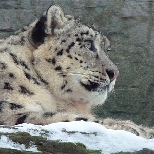 Snow Leopard