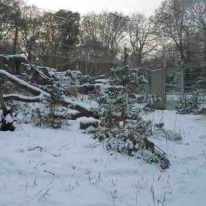Snow Leopard Enclosure in the, well, snow