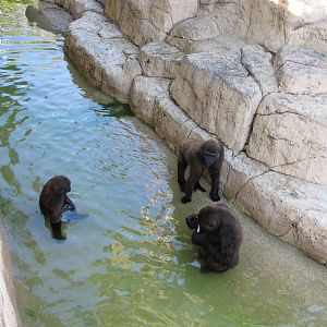 Gladys Porter Zoo 2010 - Jolly Gorillas at play