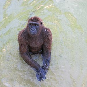 Gladys Porter Zoo 2010 - Gorilla in the water