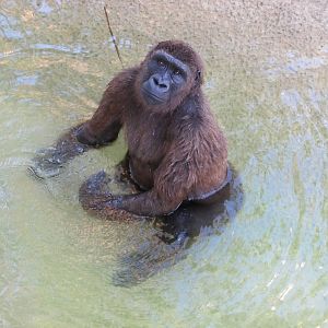 Gladys Porter Zoo 2010 - Gorilla in the water