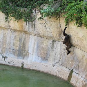 Gladys Porter Zoo 2010 - I thought that I was about to witness an escape