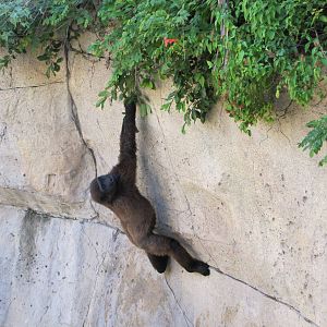 Gladys Porter Zoo 2010 - I thought that I was about to witness an escape