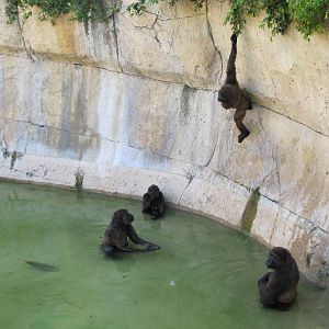 Gladys Porter Zoo 2010 - I thought that I was about to witness an escape