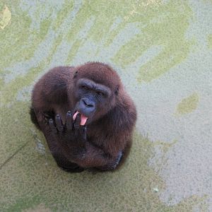 Gladys Porter Zoo 2010 - Gorilla in the water