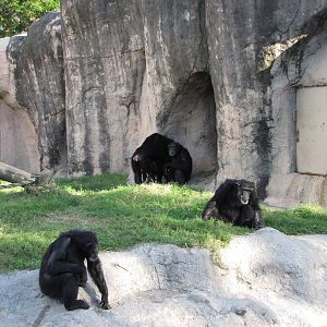 Gladys Porter Zoo 2010 - Chimpanzee connection