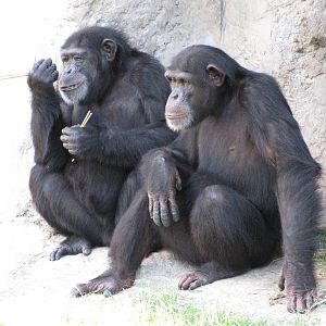 Gladys Porter Zoo 2010 - Chimpanzees