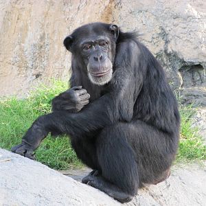 Gladys Porter Zoo 2010 - Chimpanzee
