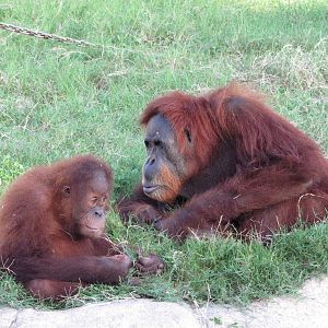 Gladys Porter Zoo 2010 - Orangutans at play