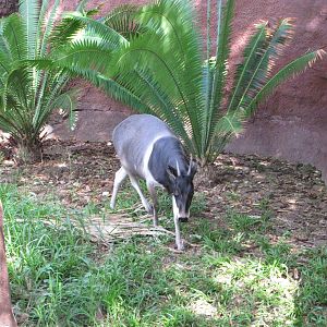 Gladys Porter Zoo 2010 - The Gem of Brownsville