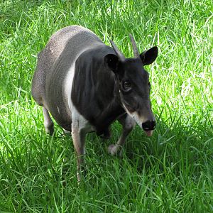 Gladys Porter Zoo 2010 - The Gem of Brownsville