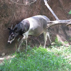 Gladys Porter Zoo 2010 - The Gem of Brownsville