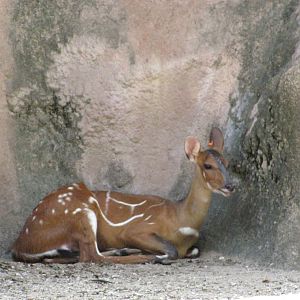 Gladys Porter Zoo 2010 - Harnessed Bushbuck
