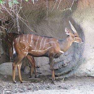 Gladys Porter Zoo 2010 - Harnessed Bushbuck