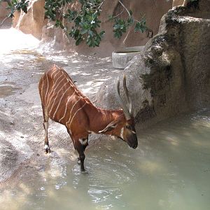 Gladys Porter Zoo 2010 - Bongo enters the water