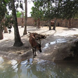 Gladys Porter Zoo 2010 - Part of the large Bongo exhibit