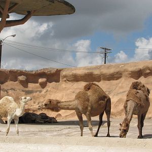 Gladys Porter Zoo 2010 - Arabian Camels