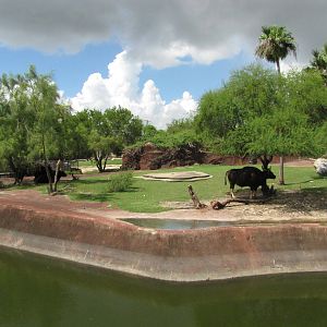 Gladys Porter Zoo 2010 - Gaur exhibit