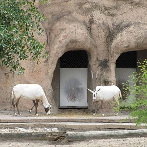 Gladys Porter Zoo 2010 - Arabian Oryx