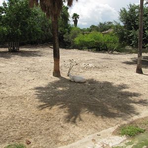 Gladys Porter Zoo 2010 - Part of another Arabian Oryx exhibit