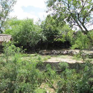 Gladys Porter Zoo 2010 - White-tailed Deer exhibit