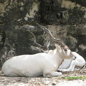 Gladys Porter Zoo 2010 - Addax