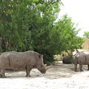 Gladys Porter Zoo 2010 - White Rhinoceros