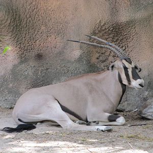 Gladys Porter Zoo 2010 - Beisa Oryx