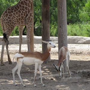 Gladys Porter Zoo 2010 - Addra Gazelle and Reticulated Giraffe