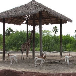 Gladys Porter Zoo 2010 - Addra Gazelle and Reticulated Giraffe